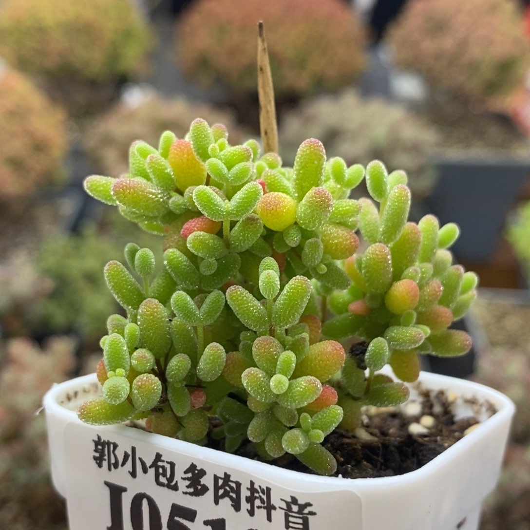 蜜橘糖球0512枝干番杏