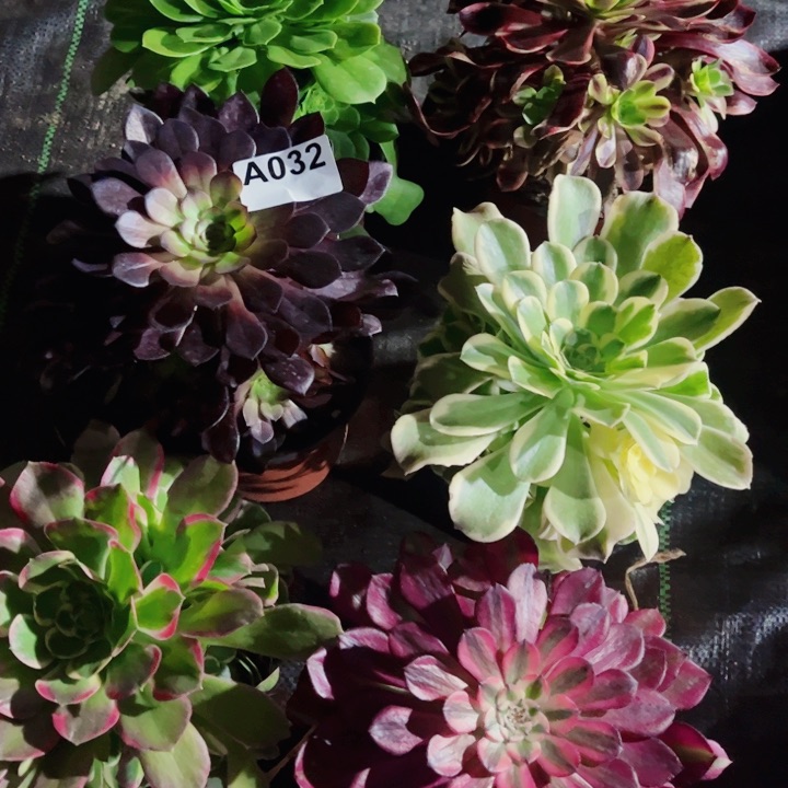 多肉法师不包断肢032