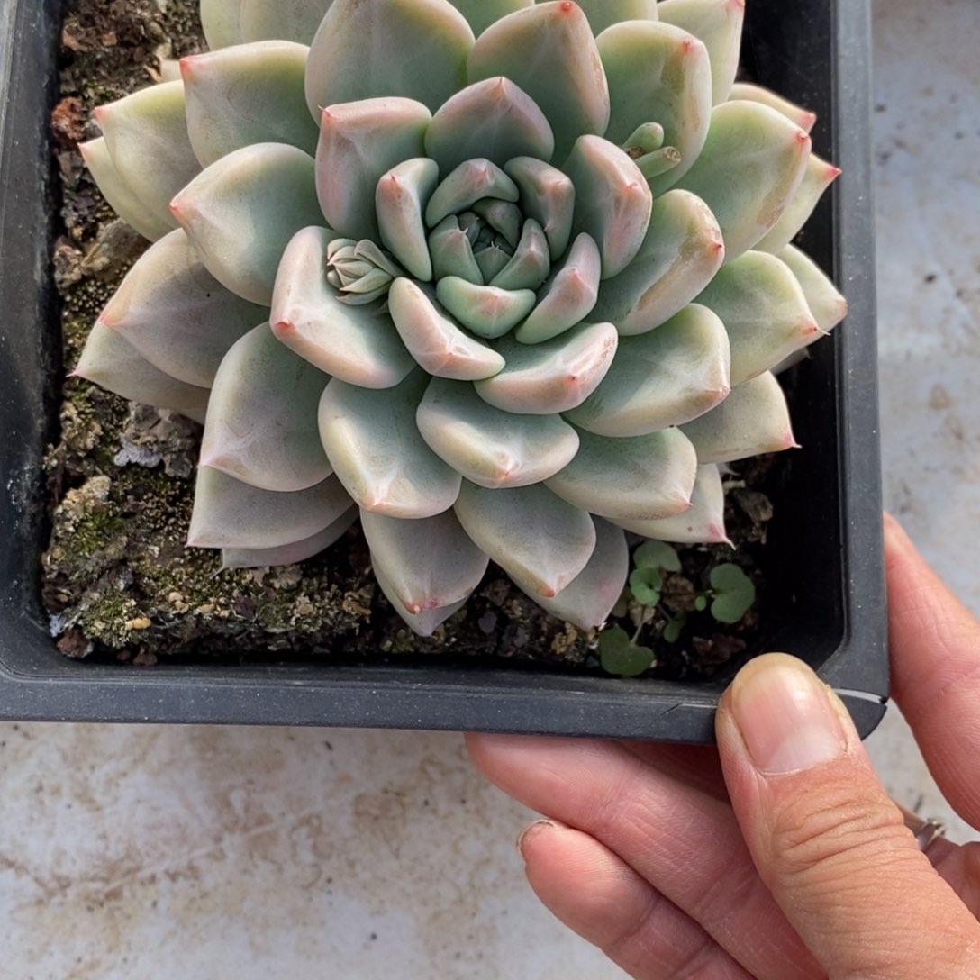 两单包邮1231-152不知名