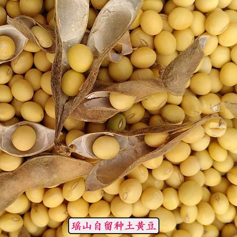 本地精选颗粒饱满圆润小黄豆可生豆芽做豆制品
