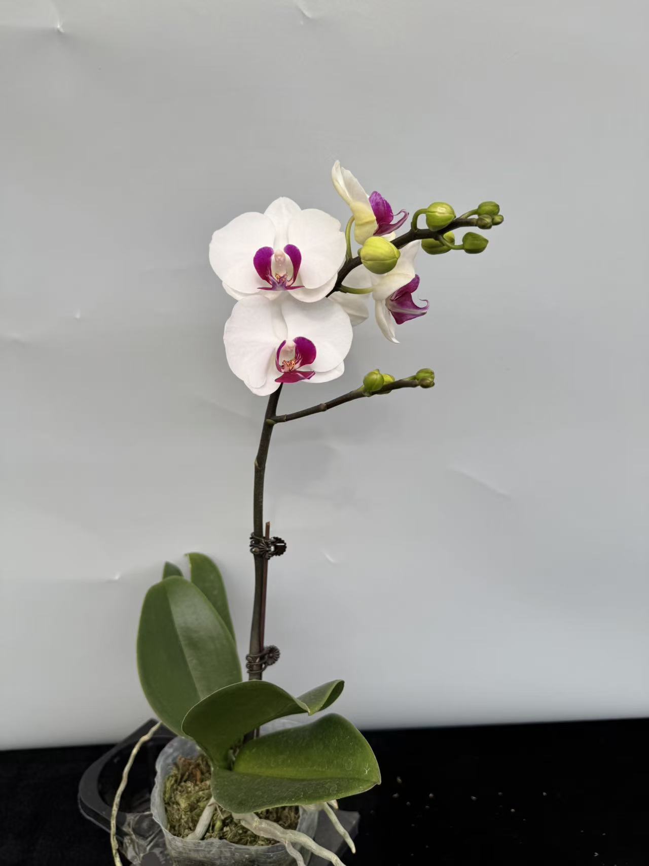 蝴蝶兰【雪玉】昆明直发