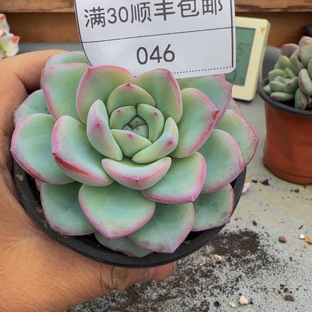 046奶油泡芙多肉单头