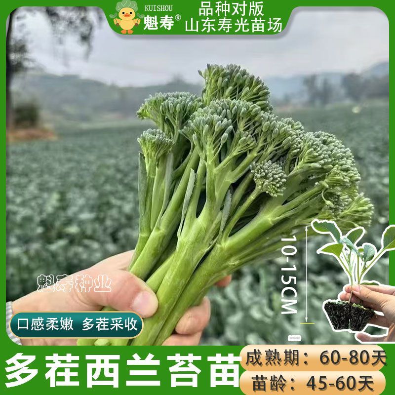 秋冬高产寿光菜花西兰花苗秧苗带土阳台四季蔬菜苗耐寒西兰苔秧苗