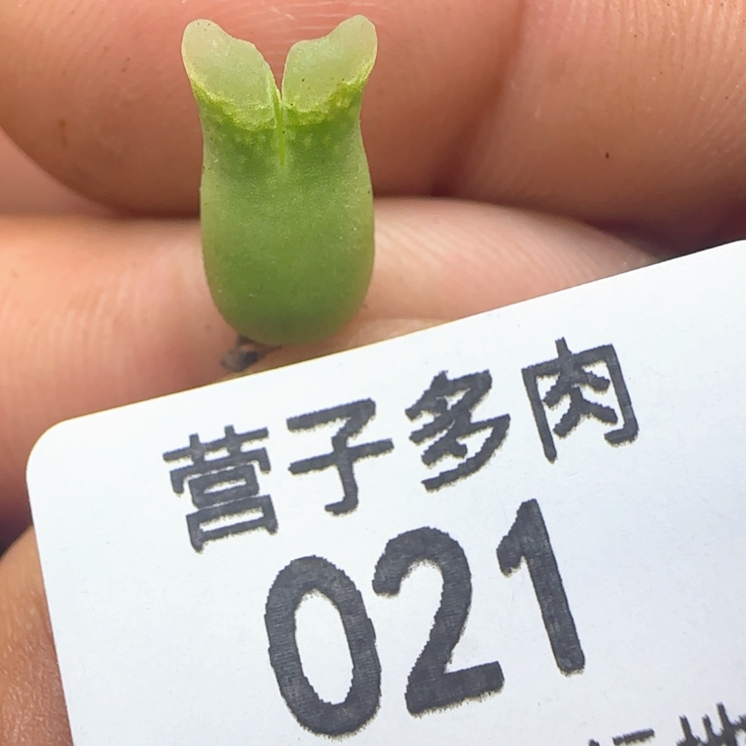 冰风铃。                  