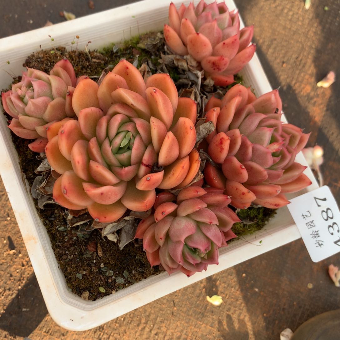 4387杂交精品基地13厘米