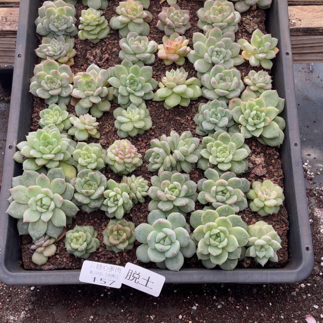 云糖心多肉植物157