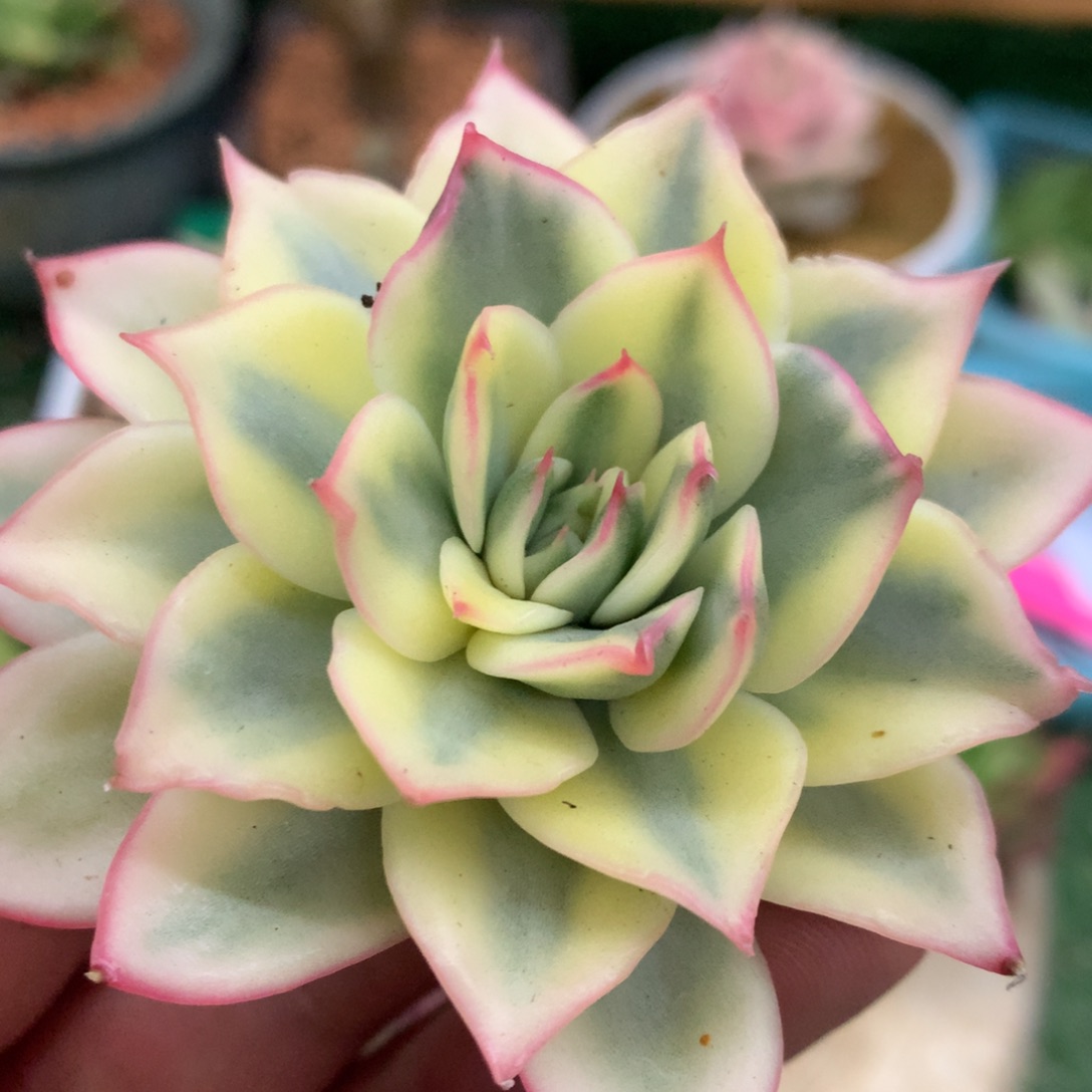 孤品j j j j j j j j