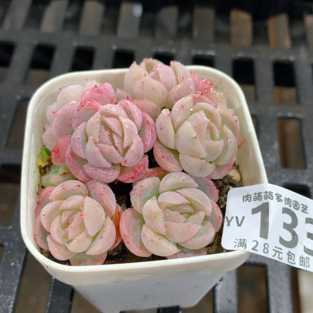 肉萌萌拇指盆精控多肉YV133