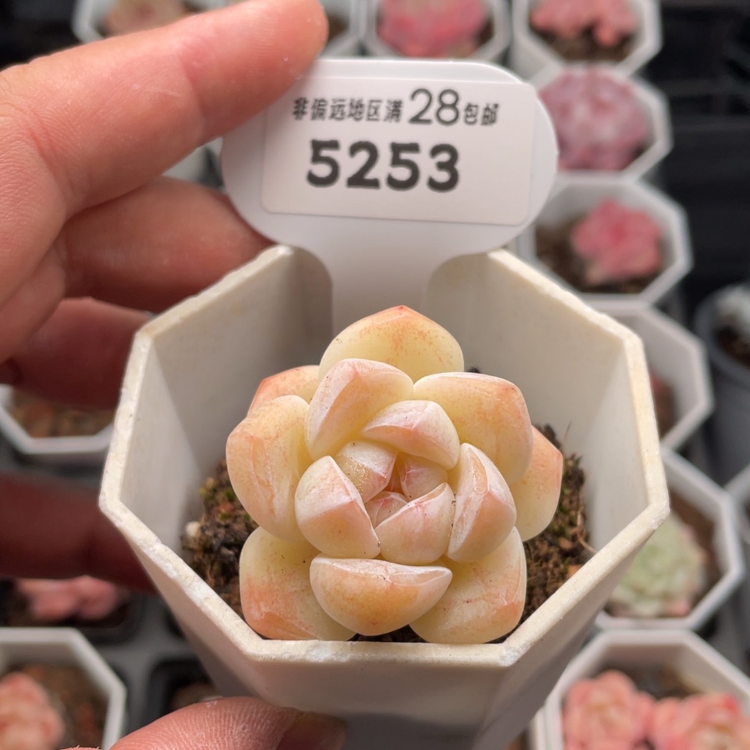 奶油冰玉5253-4厘米