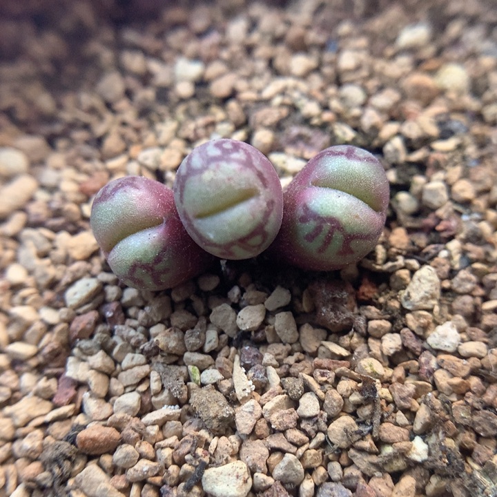 大嘴墨 肉锥植物