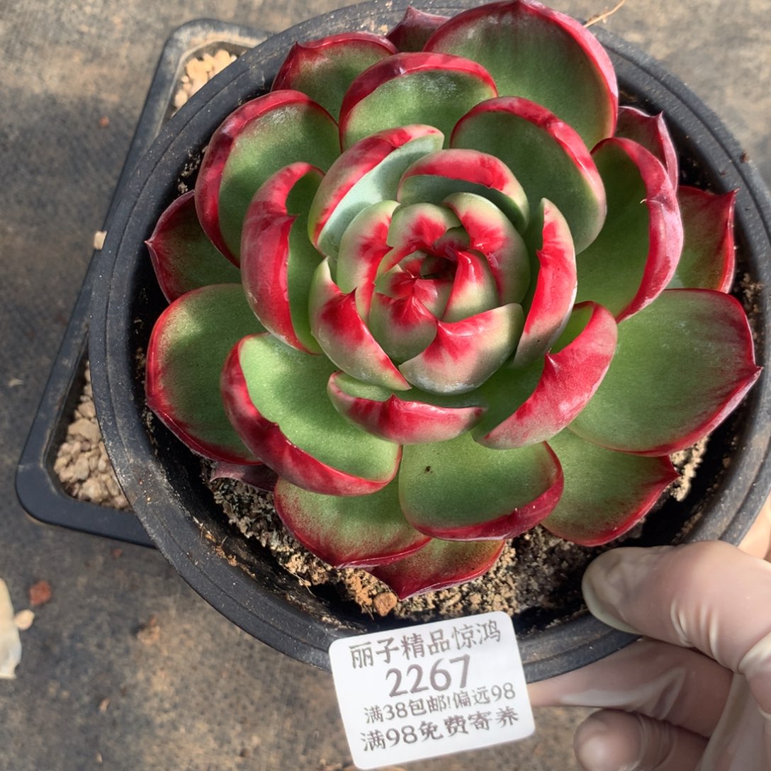 2267号多肉植物惊鸿12