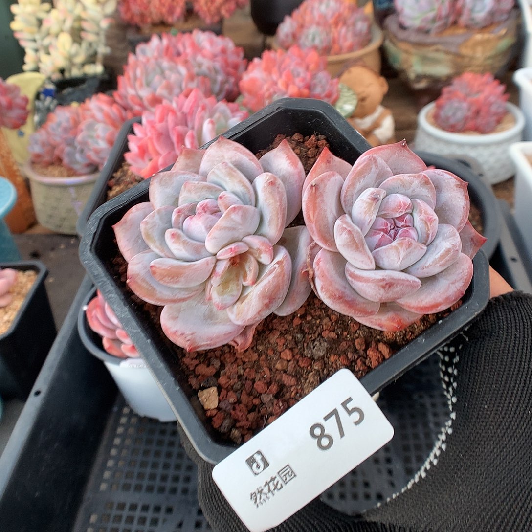 875星影多肉植物66666