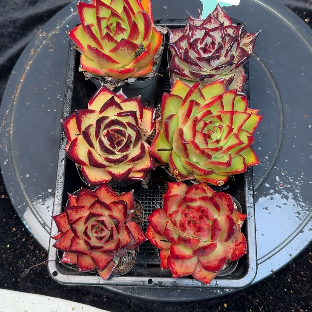 从前慢多肉精选编号1212.330