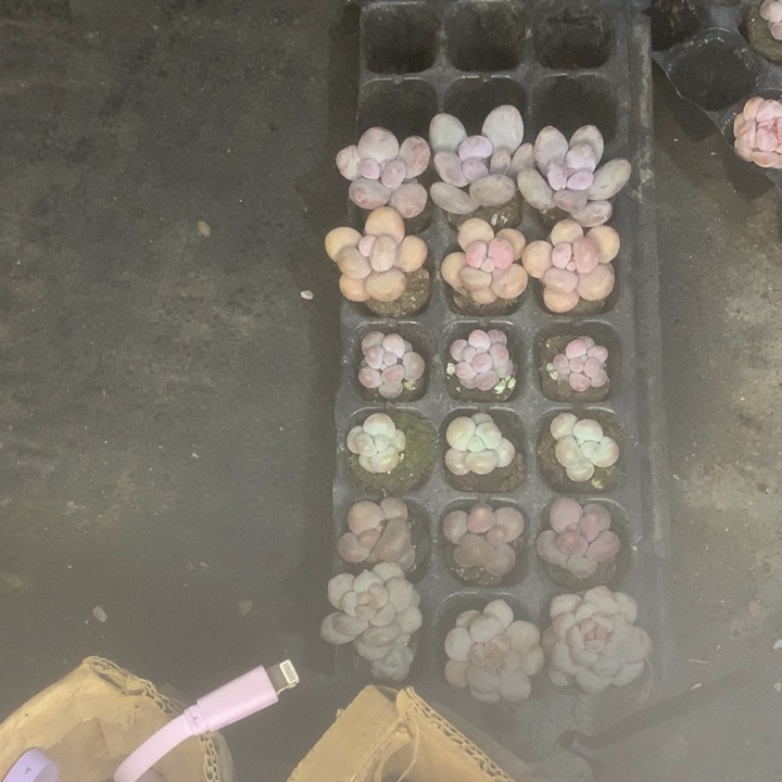 蛋黄5颗。千代田群2。芭比5个