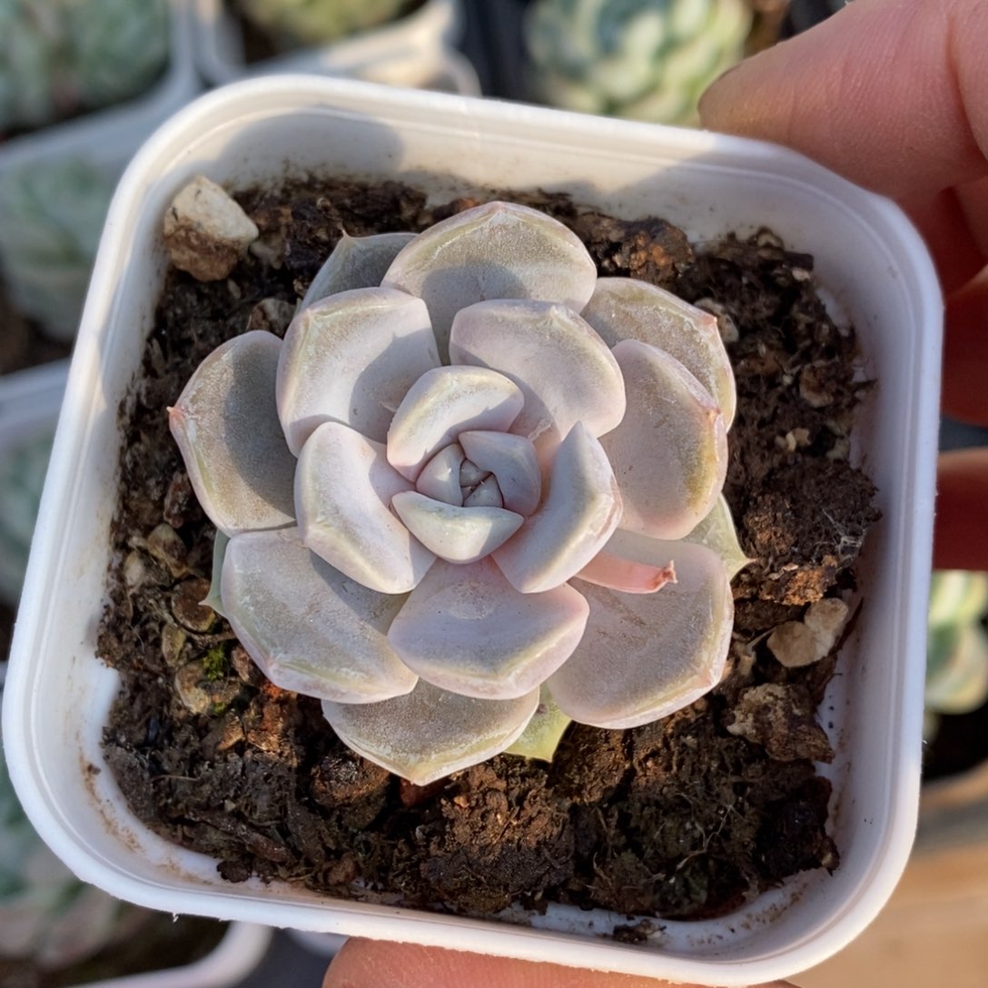 精品多肉一物一拍不包整314