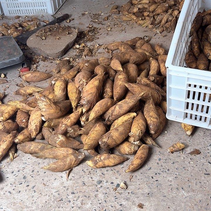 桥***！中国大陆四川黄泥冬笋