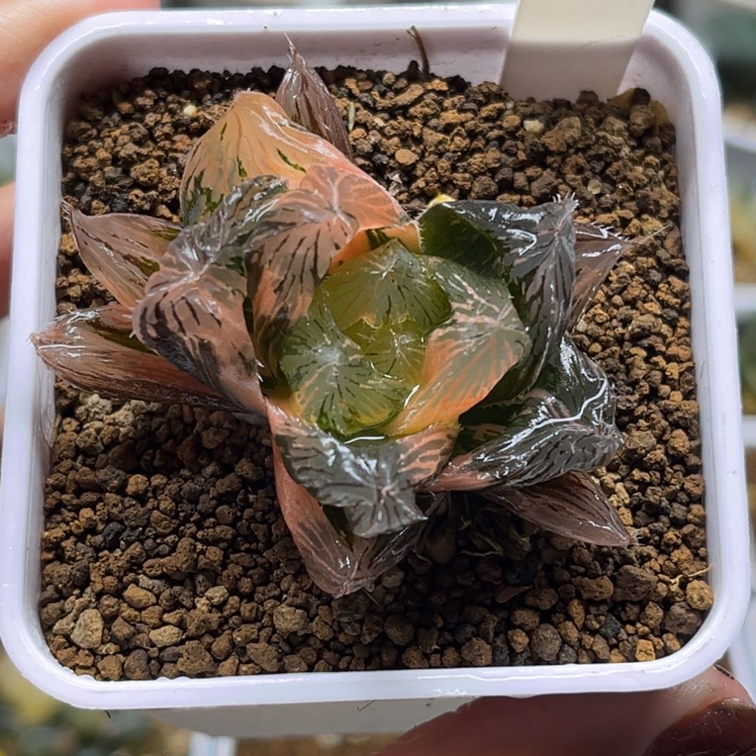 45巨大魔王玉露锦福利专场