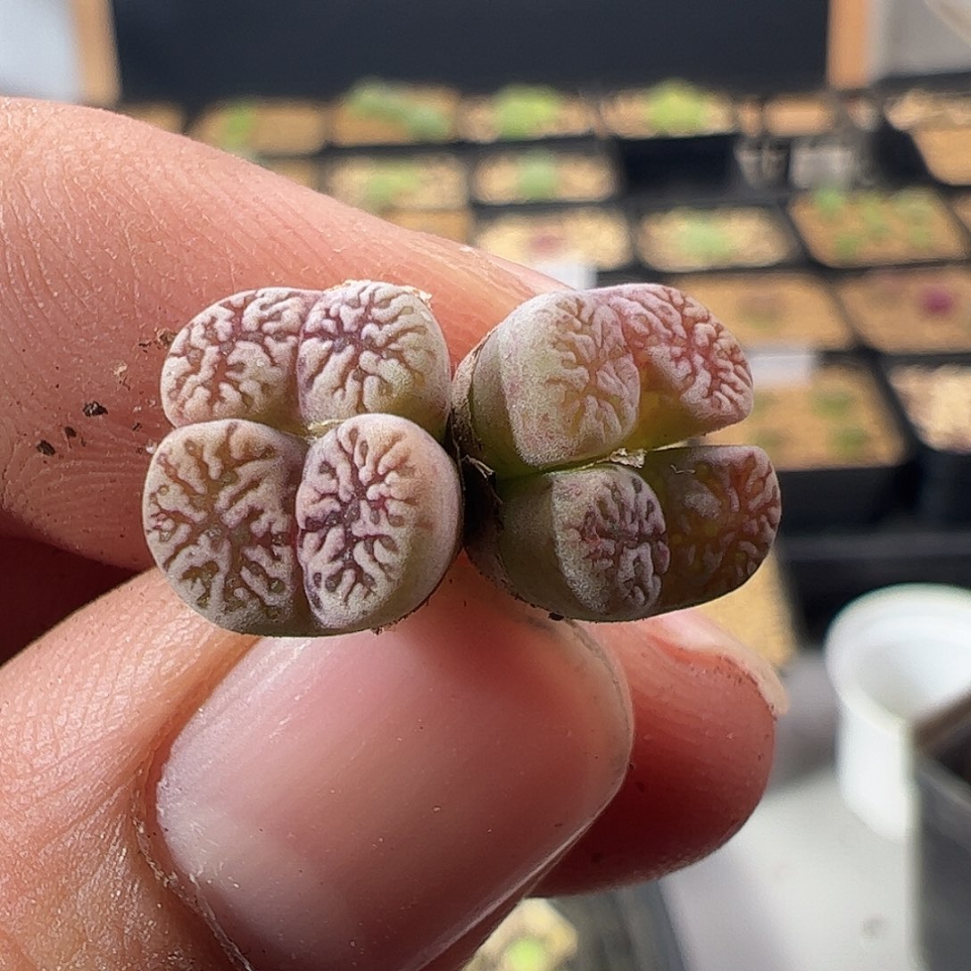 0000527 一物一拍优选鸟哈尼