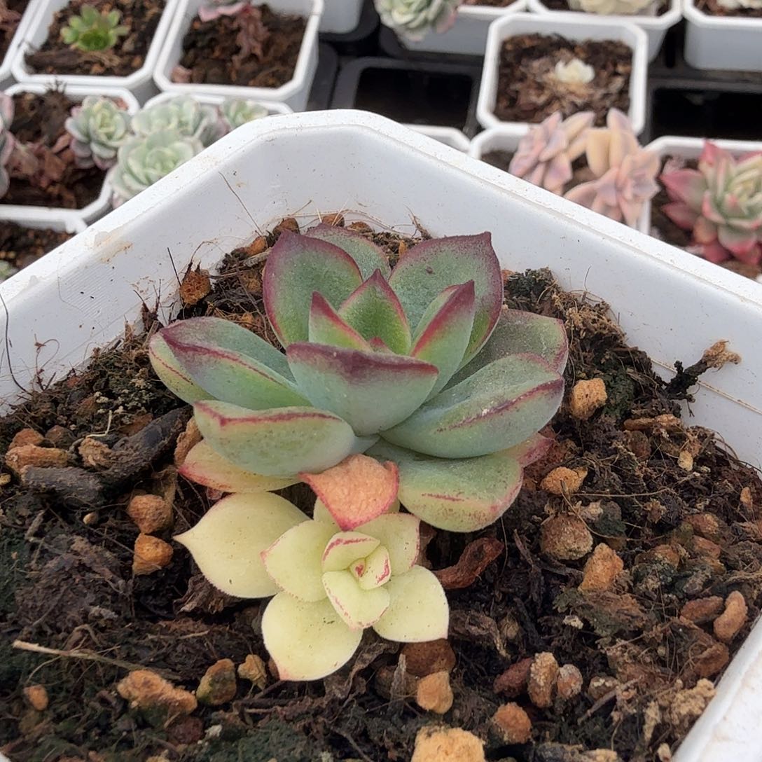 紫梦锦，阴阳锦多肉的