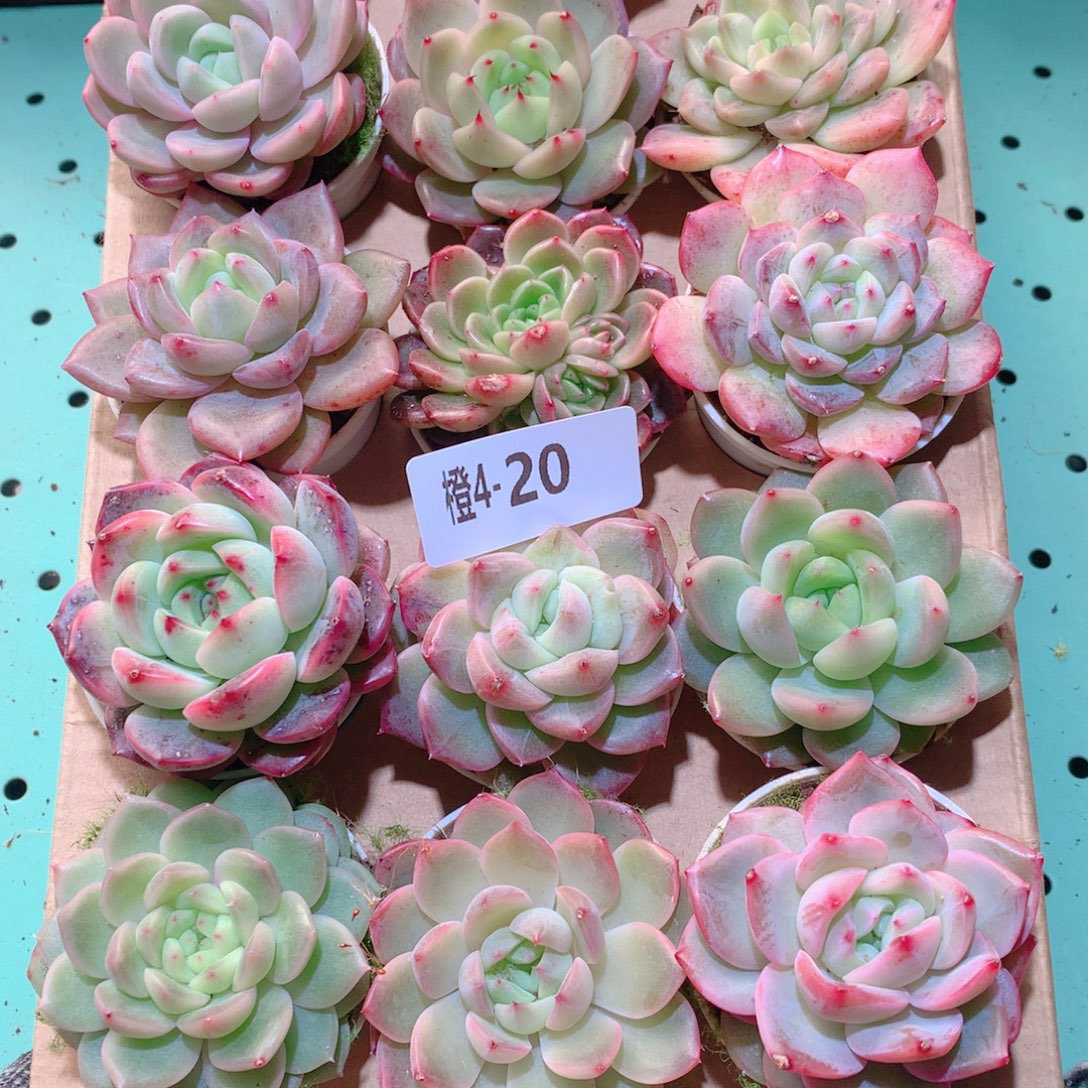 4-20一物一拍多肉带盆18颗