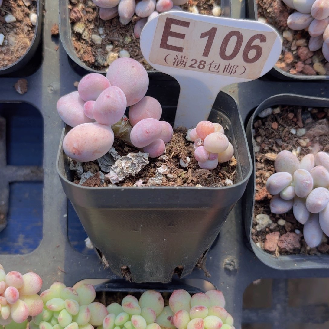 叭***拉E106彩虹奶一物一拍