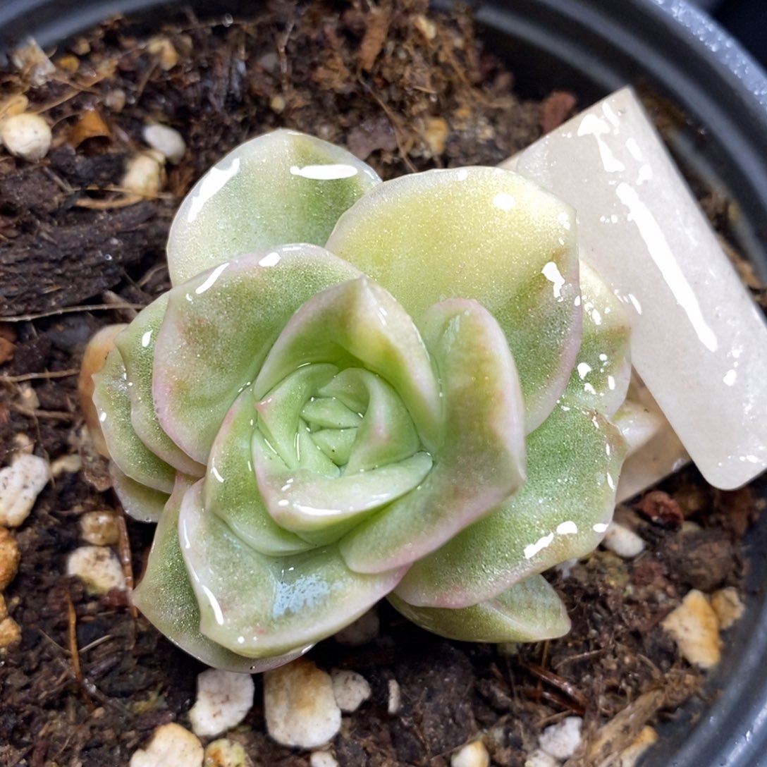 793可爱玫瑰锦单头