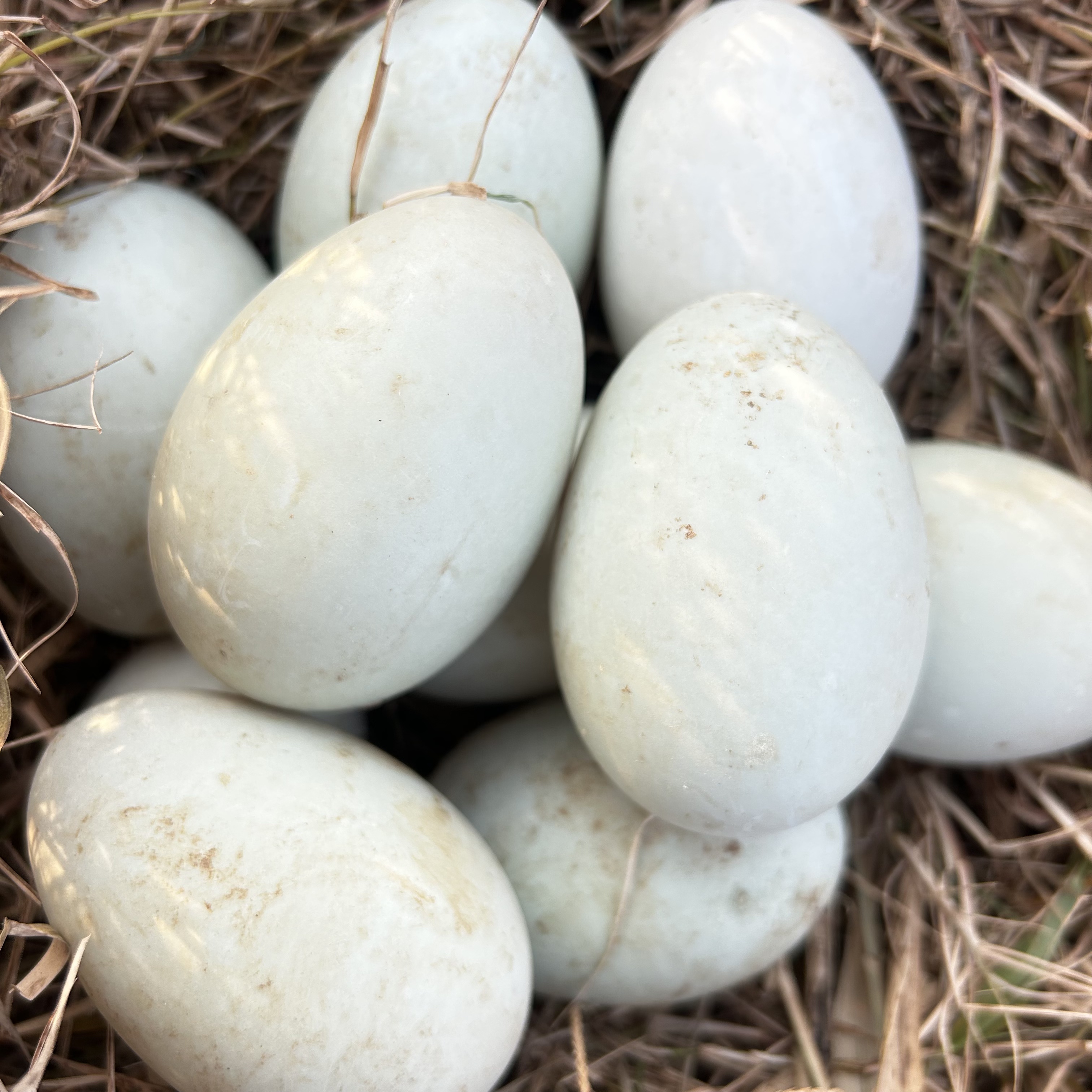 新鲜土鸭蛋正宗农家散养现发农村散养大个