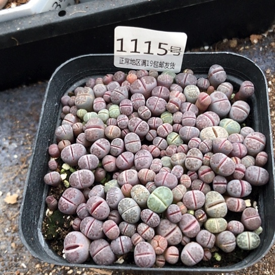 1115，10厘米盆如图小苗包邮