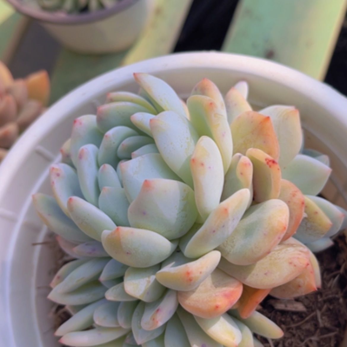 【闪购商品】橙梦露缀22161