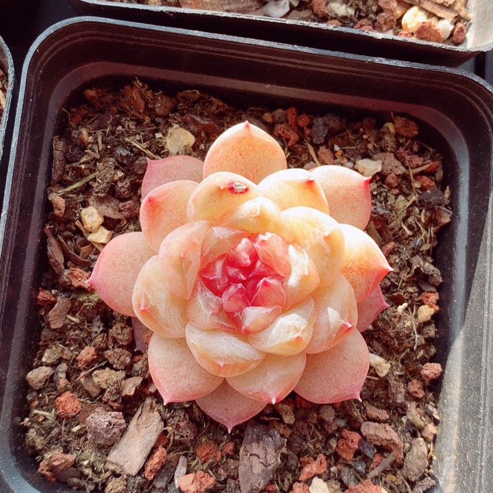 糖钻4.5cm多肉植物