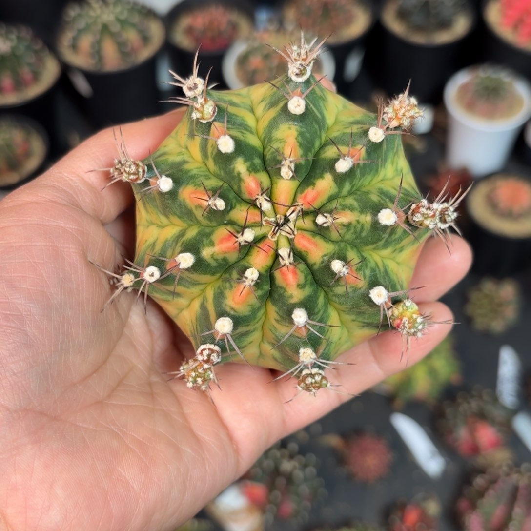 泰系实生米哈母本仙人球7号