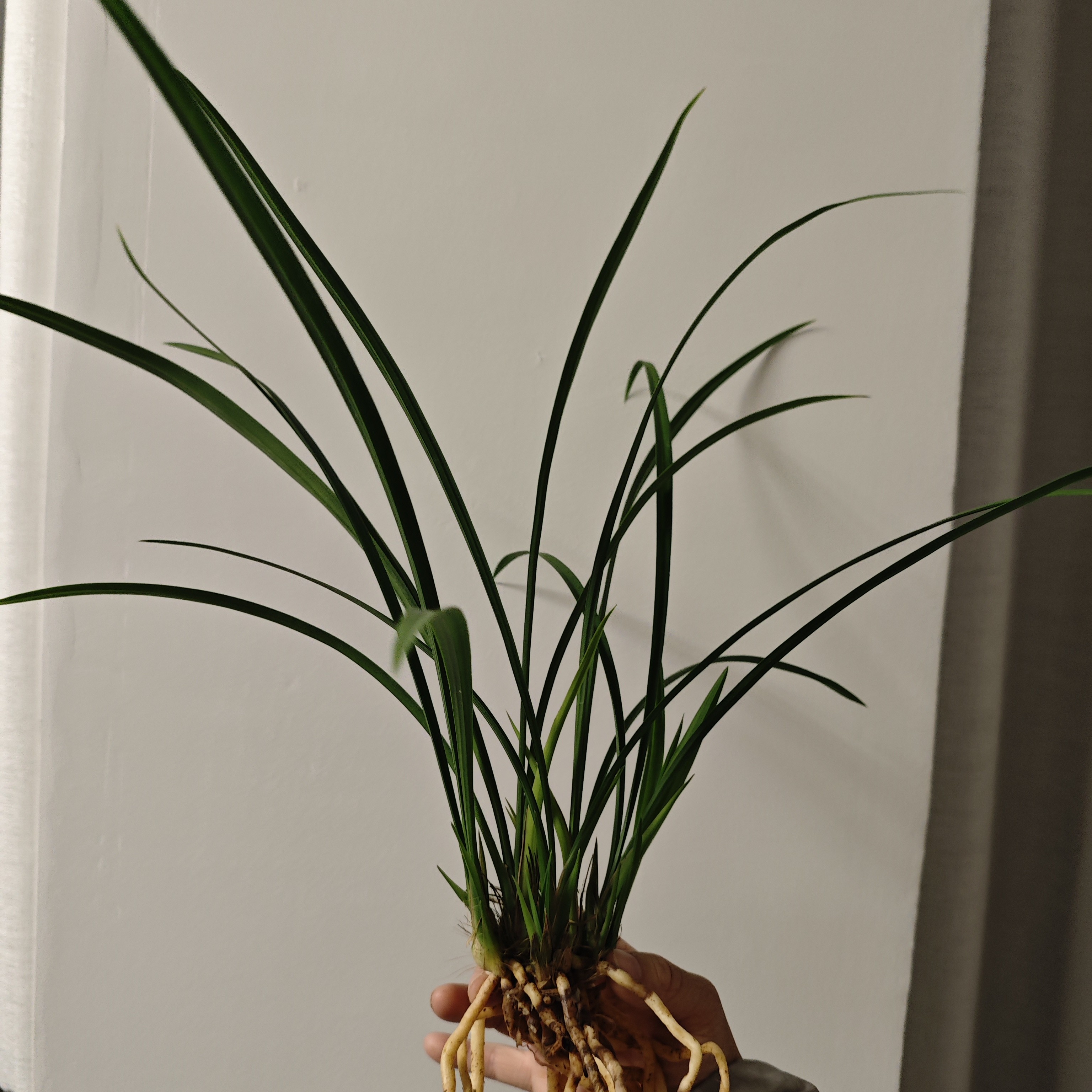 寒兰白夜光4-5苗带花芽裸根发货