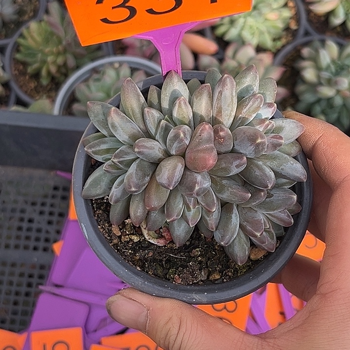 多肉植物小紫欧331