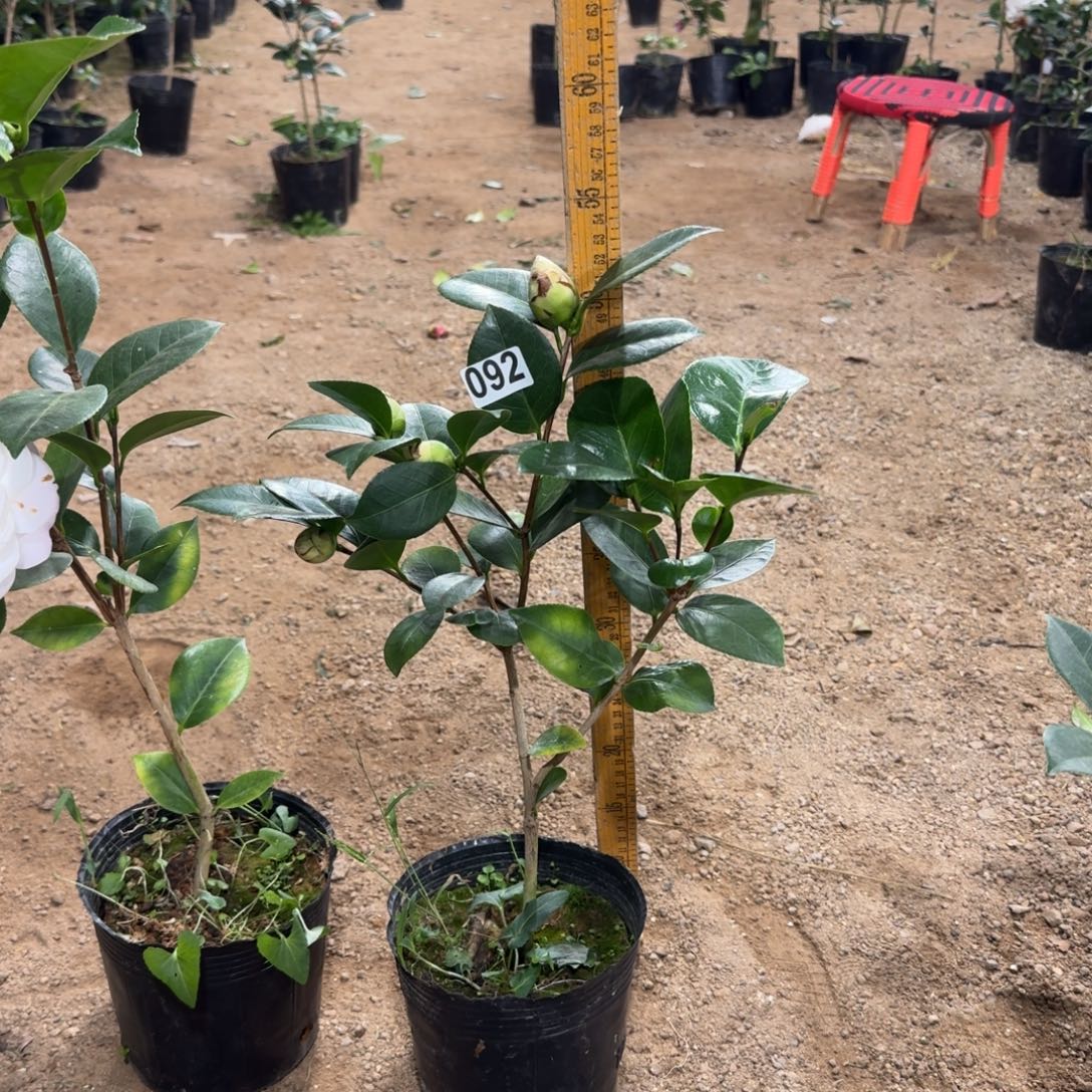 少量花朵（建议范围：2朵-5朵 或40%以下）092戴安娜皇后