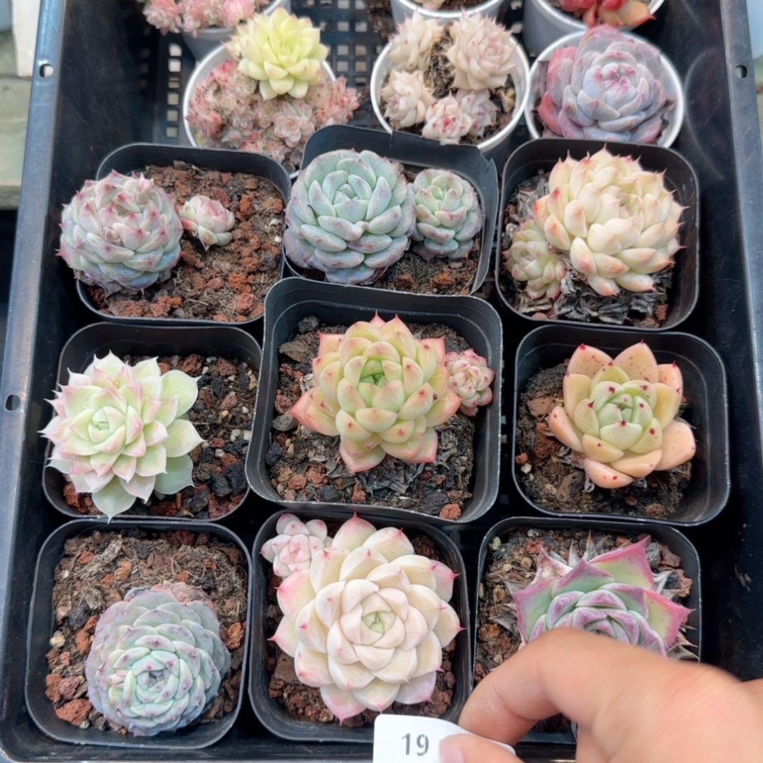框拍框拍0209-19
