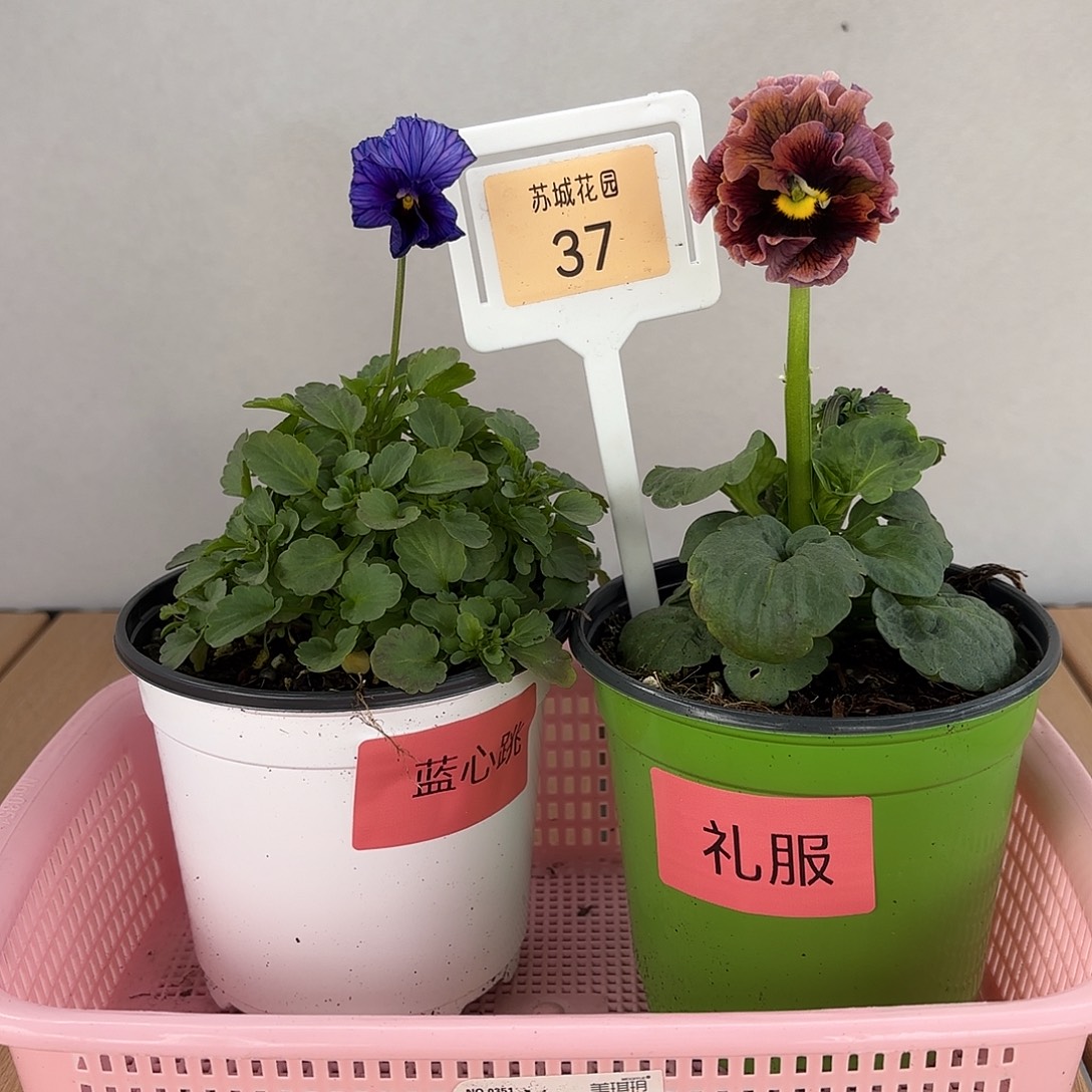 大部分开放少量花苞37