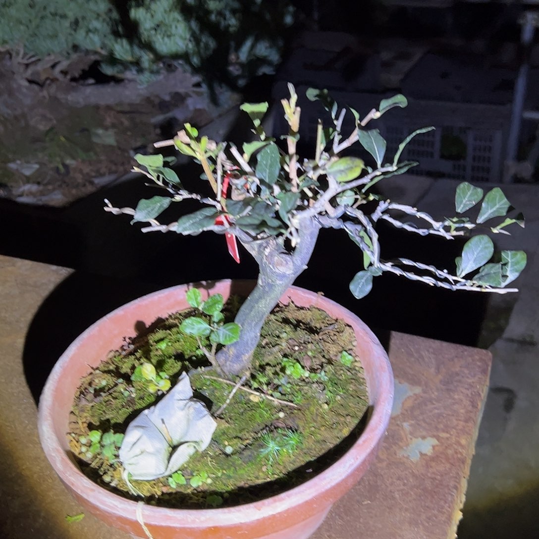 无花朵盆景不包邮40403