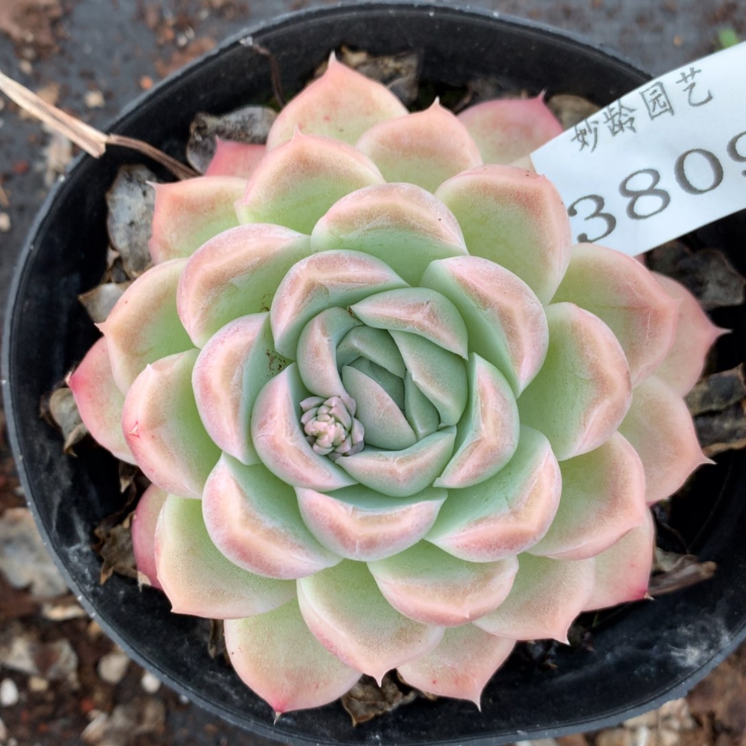 3809杂交多肉植物