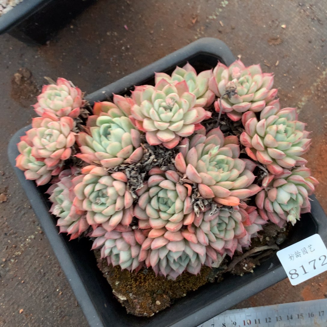 8172杂交多肉植物