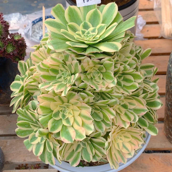 436迈巴赫精品捧花朵朵