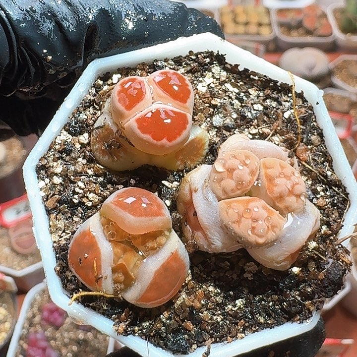 生石花233:：。  252