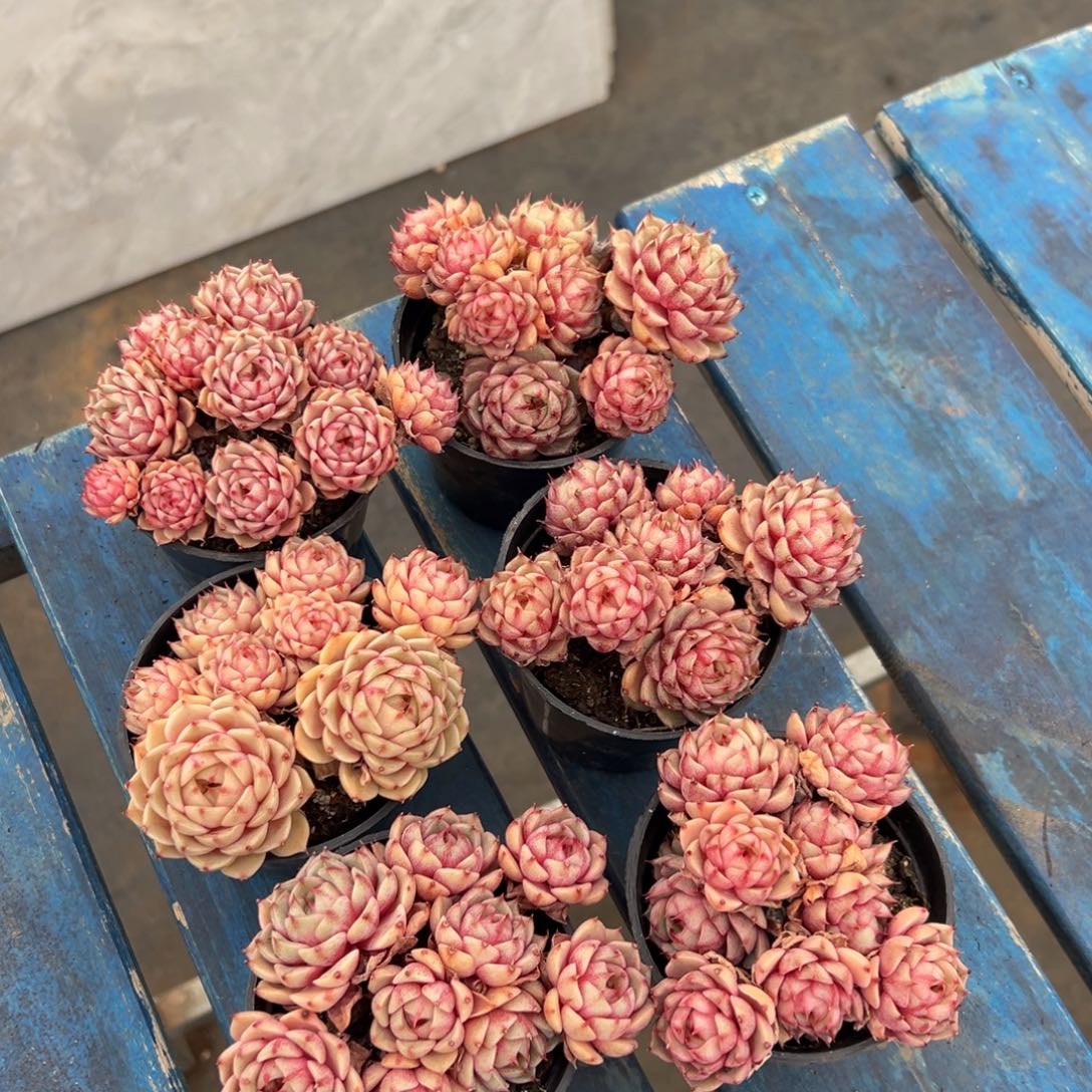 奔巴蒂斯一棵福利特惠