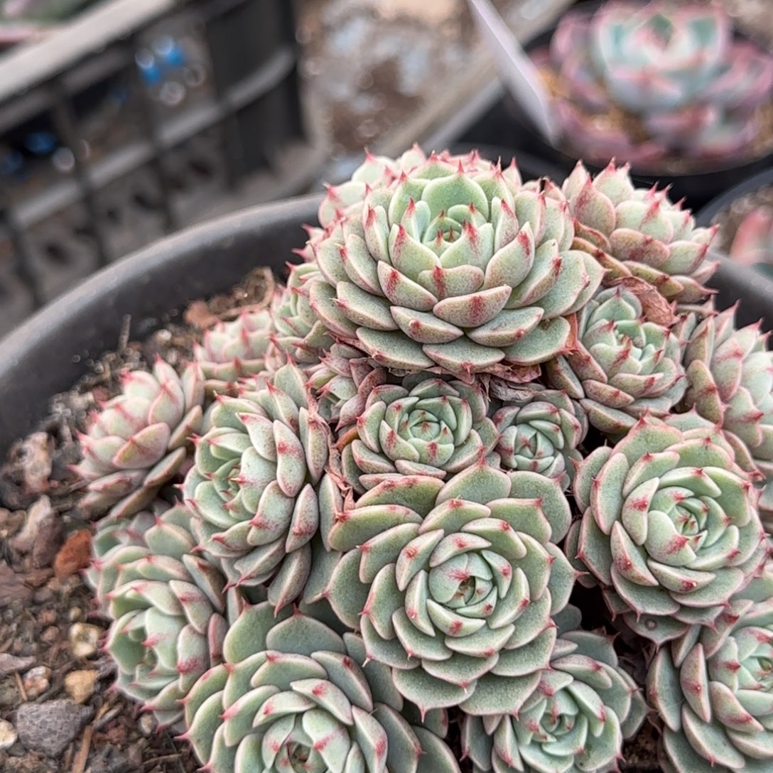 本吧物一拍包装收缩花旱