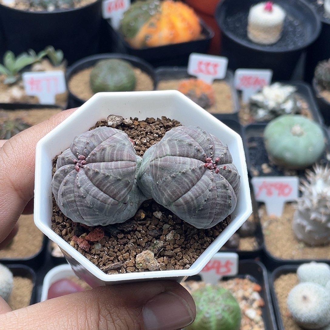 双头紫纹欧系布纹球仙人球