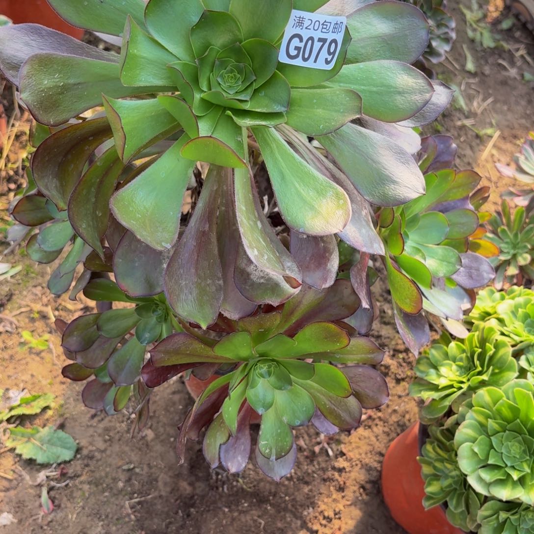 79多肉植物捧花的