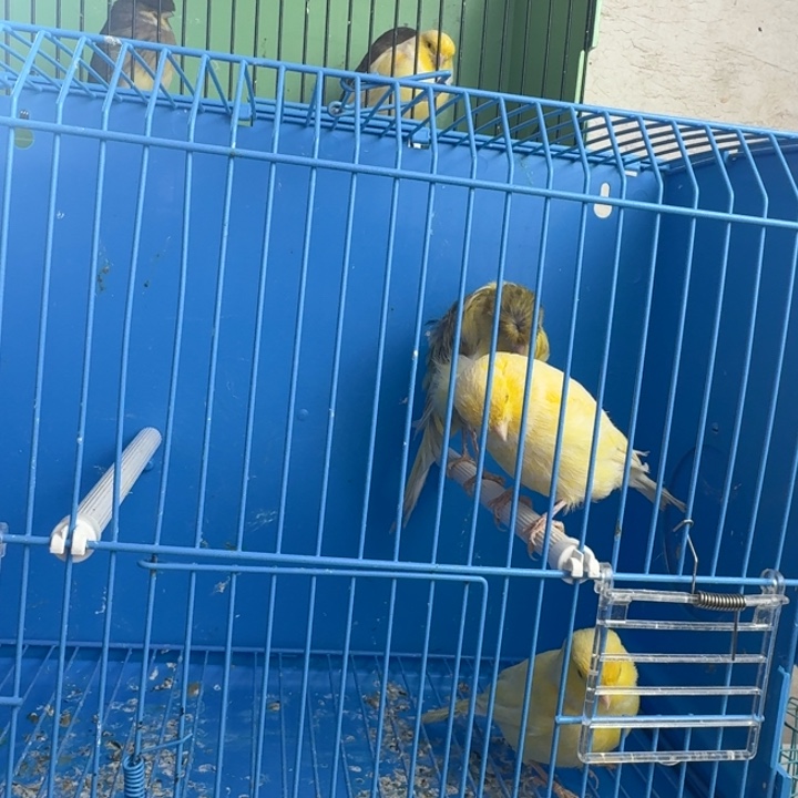 百***会文鸟黄袍母小格母下午发，做jian定