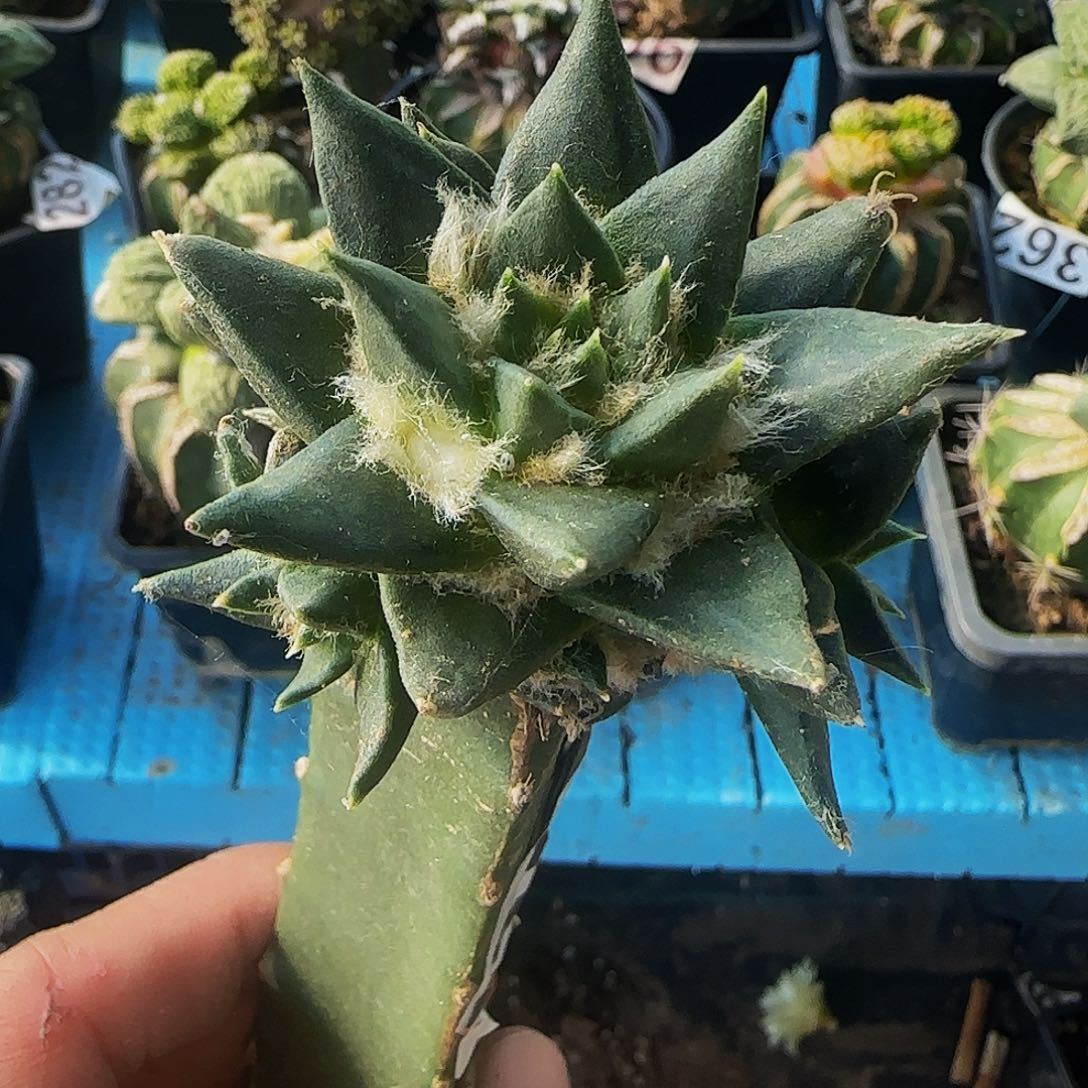 龙牙847仙人球开花