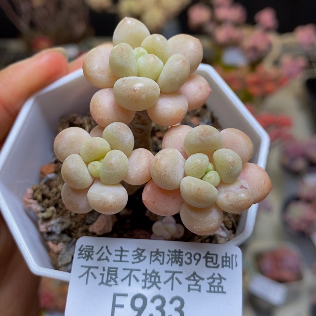 933鱼子酱多肉2c m