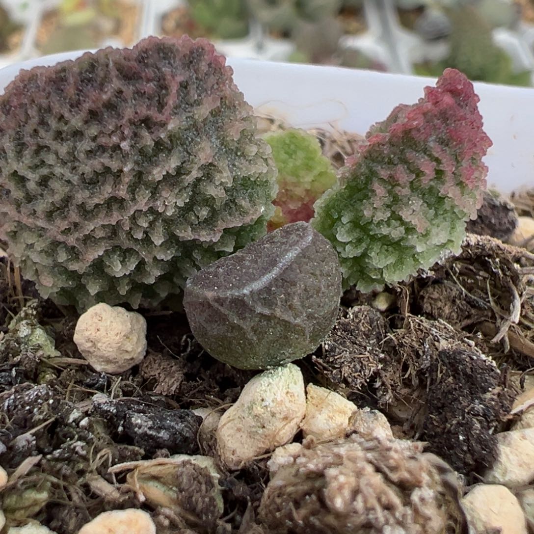 实生新品多肉植物水泡多肉植物
