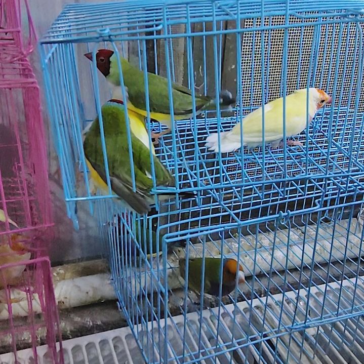 三***哥文鸟金背紫胸一对红头高彩一对包活到家收到货拍开箱视频